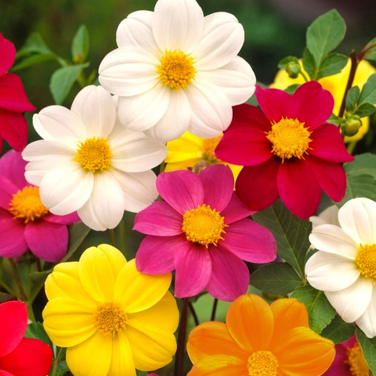Dahlia Seeds - Mignon Mix Dwarf - Vibrant Colors - Dahlia variabilis - Packet of 20 Seeds for 2025 Planting