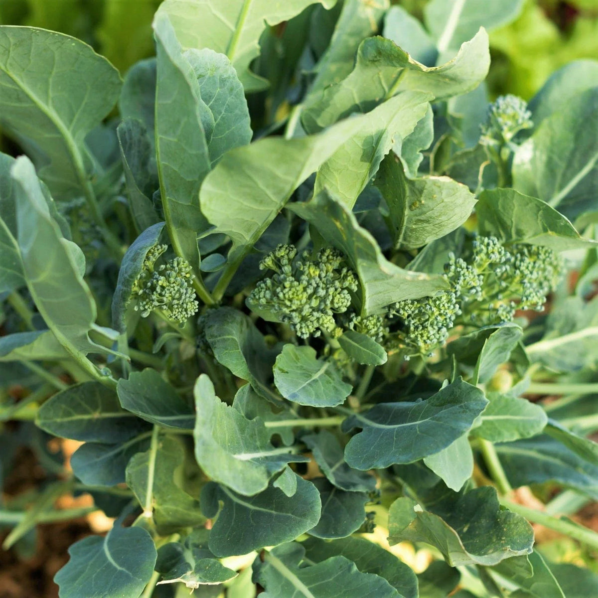 Broccoli Rabe Seeds - Packet of 100 - Rapini (Brassica rapa var. rapa) - Spring Planting for 2025 - Non-GMO, Fast-Growing