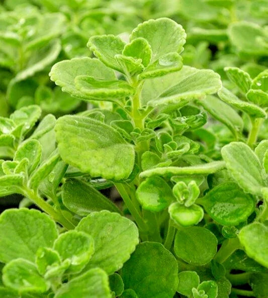 Succulent Cuttings 4" Variegated Swedish Ivy Plectranthus Coleoides 3 Live Plants for Indoor Outdoor Propagation