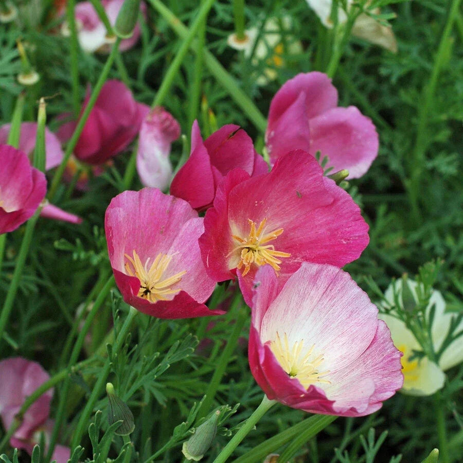 California Poppy Seeds 100-2000 Count Purple Gleam Eschscholzia californica Non-GMO Easy to Grow Drought-Tolerant Garden