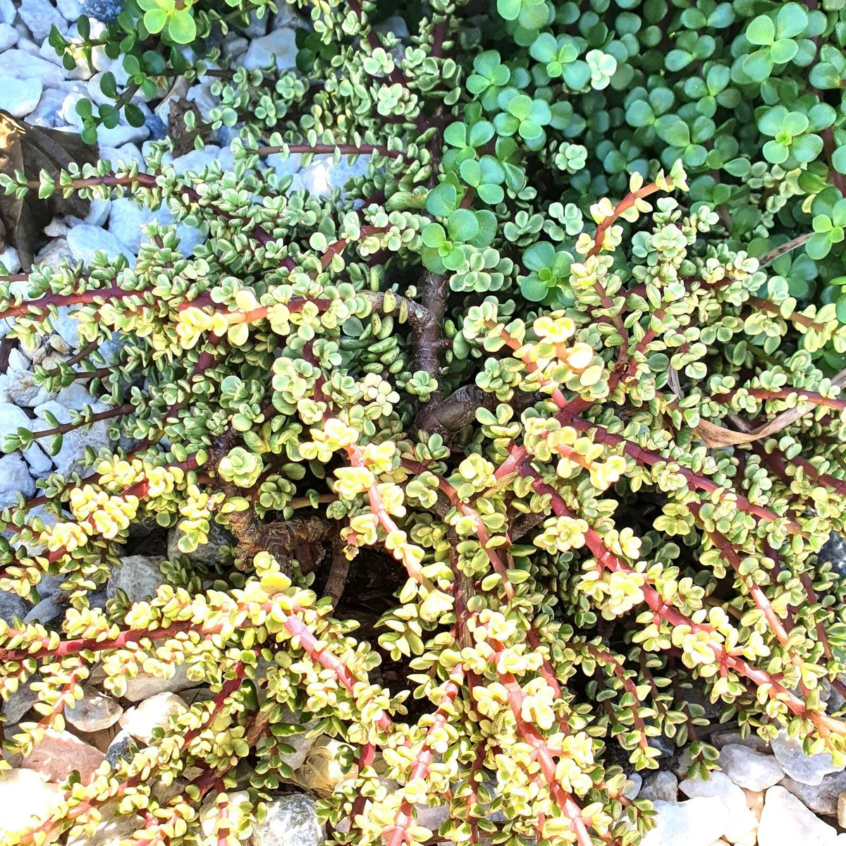 Elephant Bush Cuttings - 6 Variegated Succulent Cuttings - Drought Tolerant Plants - Portulacaria afra