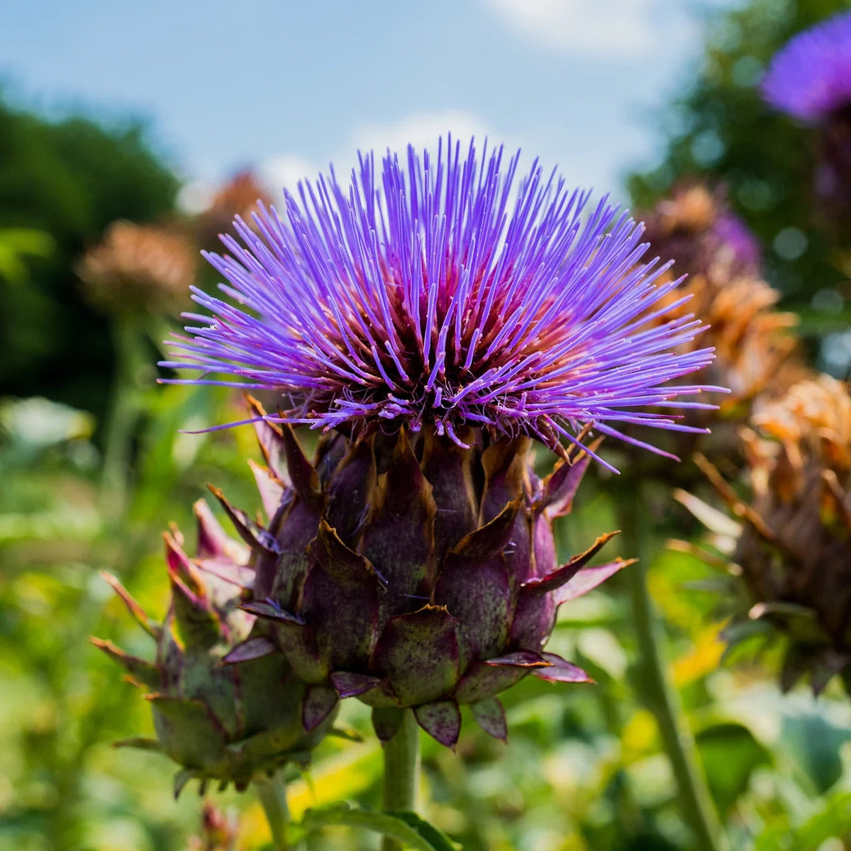 Cardoon Seeds 25 Pack - Non-GMO Culinary Vegetable - Cynara Cardunculus - USA Grown for Gourmet Gardens