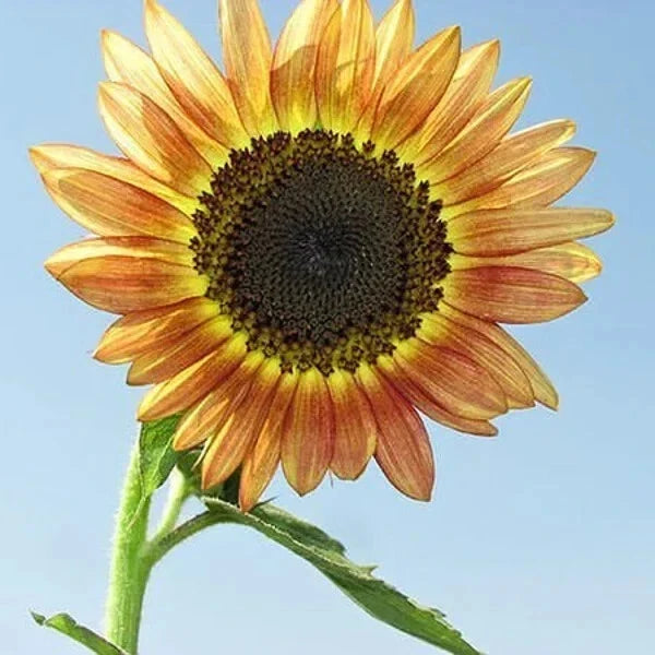 Organic Santa Fe Sunset Sunflower Seeds - 10 Pack - Helianthus annuus - Yellow with Red Tips - Free Shipping USA