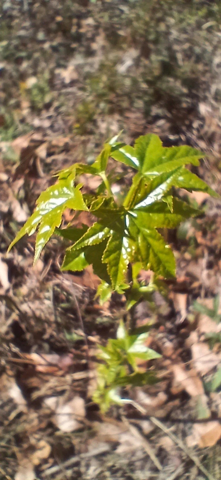 Sweet Gum Tree Seedlings 5-Pack 10"-12" Tall Rare Southern Alabama Liquidambar styraciflua for Vibrant Fall Foliage