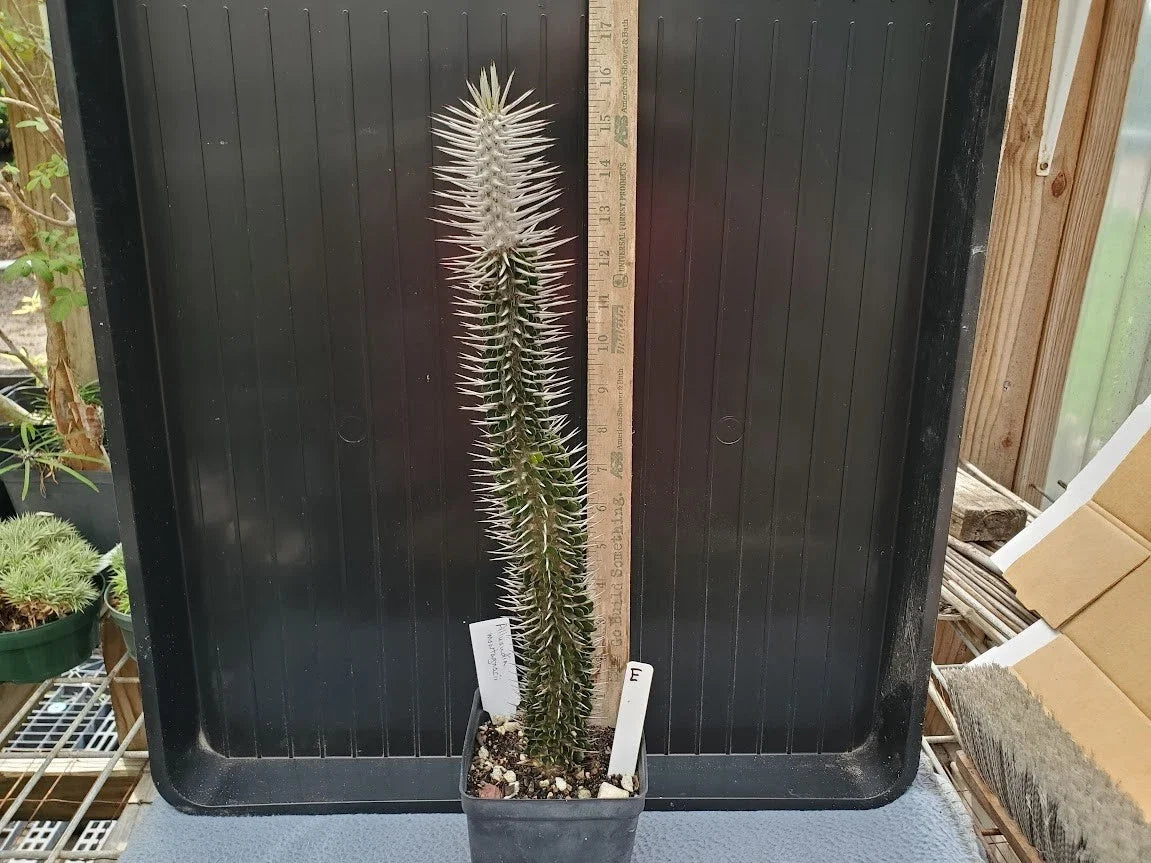 Rare Alluaudia montagnacii Plant | Unique Madagascar Succulent | Potted | Collector's Choice