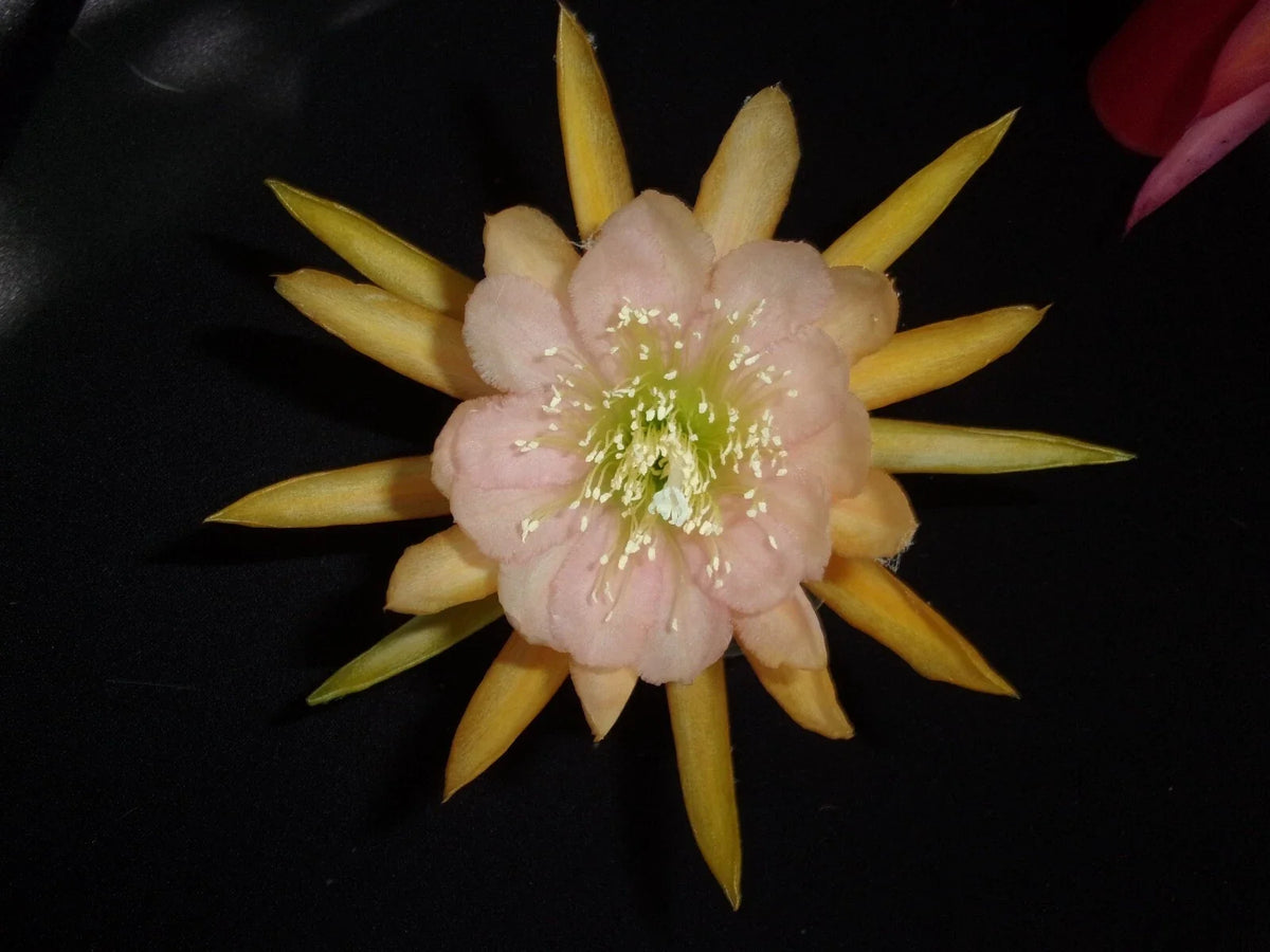 Epiphyllum Orchid Cactus Cutting - Autumn Pink - Propagation Cutting for Indoor Garden (Epiphyllum spp.)