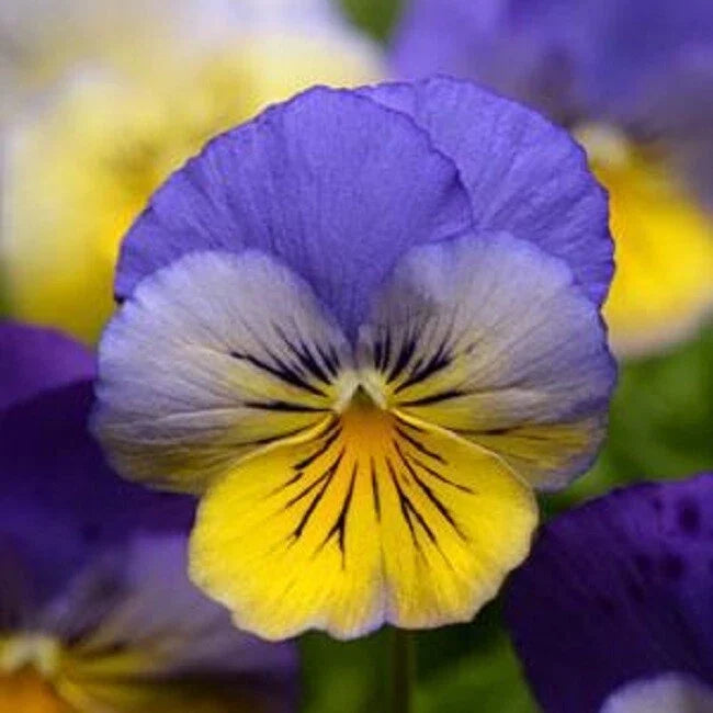 15 Pansy Seeds - Cool Wave Morpho Trailing Pansy - Viola x wittrockiana - Ideal for Hanging Baskets and Containers