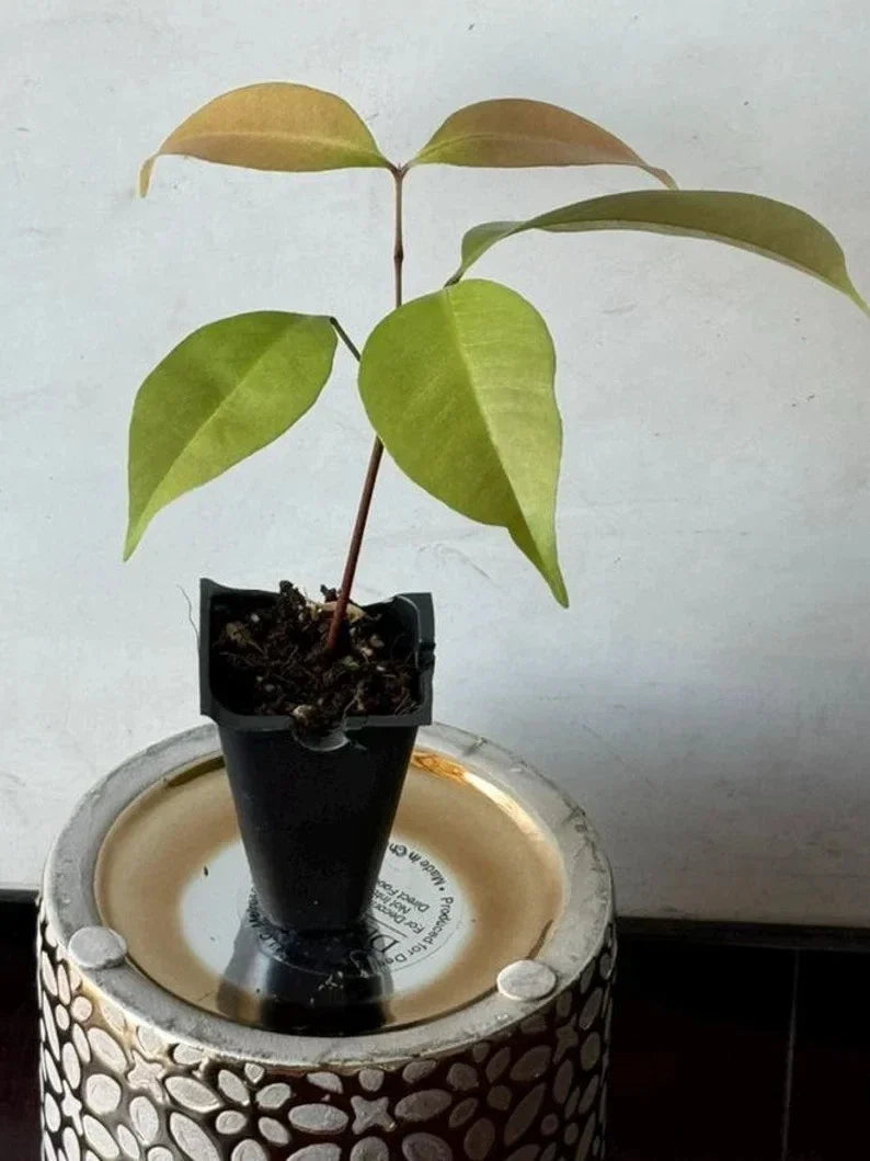 Live Emperor Lychee Plant - 3-Gallon Tropical Fruit Tree - Litchi chinensis - Juicy Lychee Fruit - Easy Care