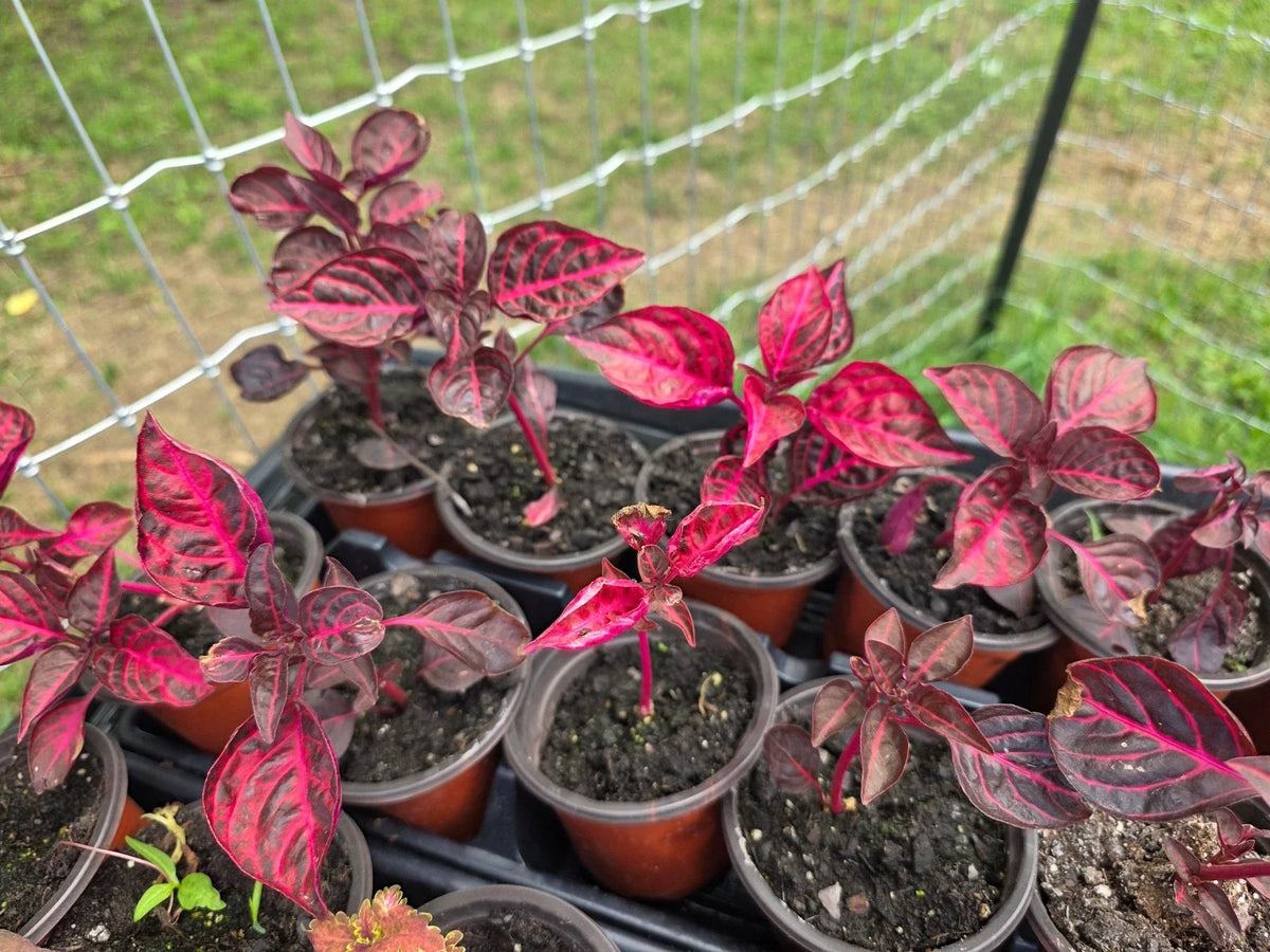 Live Rooted Plant - Bloodleaf Chicken Gizzard - Iresine herbstii - Hardy Indoor/Outdoor Foliage - Low Maintenance Gardening
