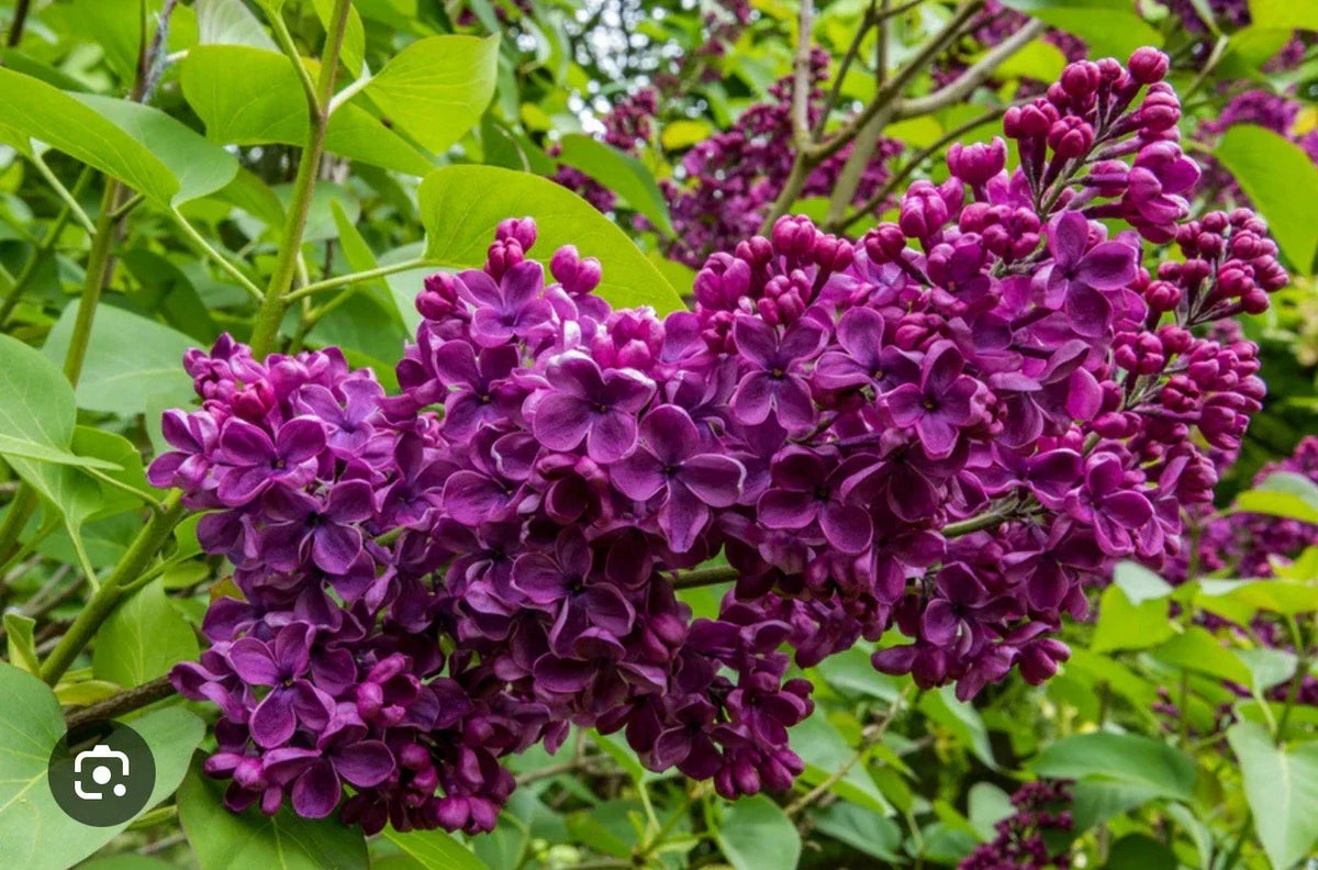 Ludwig Spaeth Lilac Starter Plant - Small Well-Rooted Purple Blooms - Syringa vulgaris - 4-8” Tall