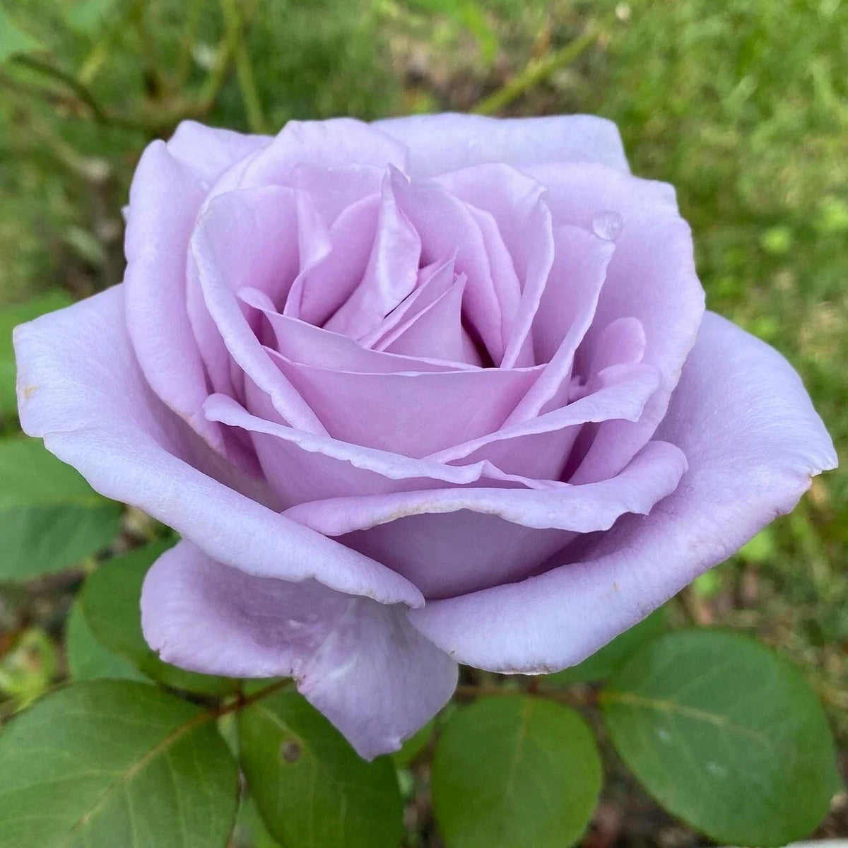 Blue Girl Rose Live Plant - 1 Gallon - Mauve Flowers - Rosa 'Blue Girl' - Hardy, Fragrant, Low Maintenance Garden Rose