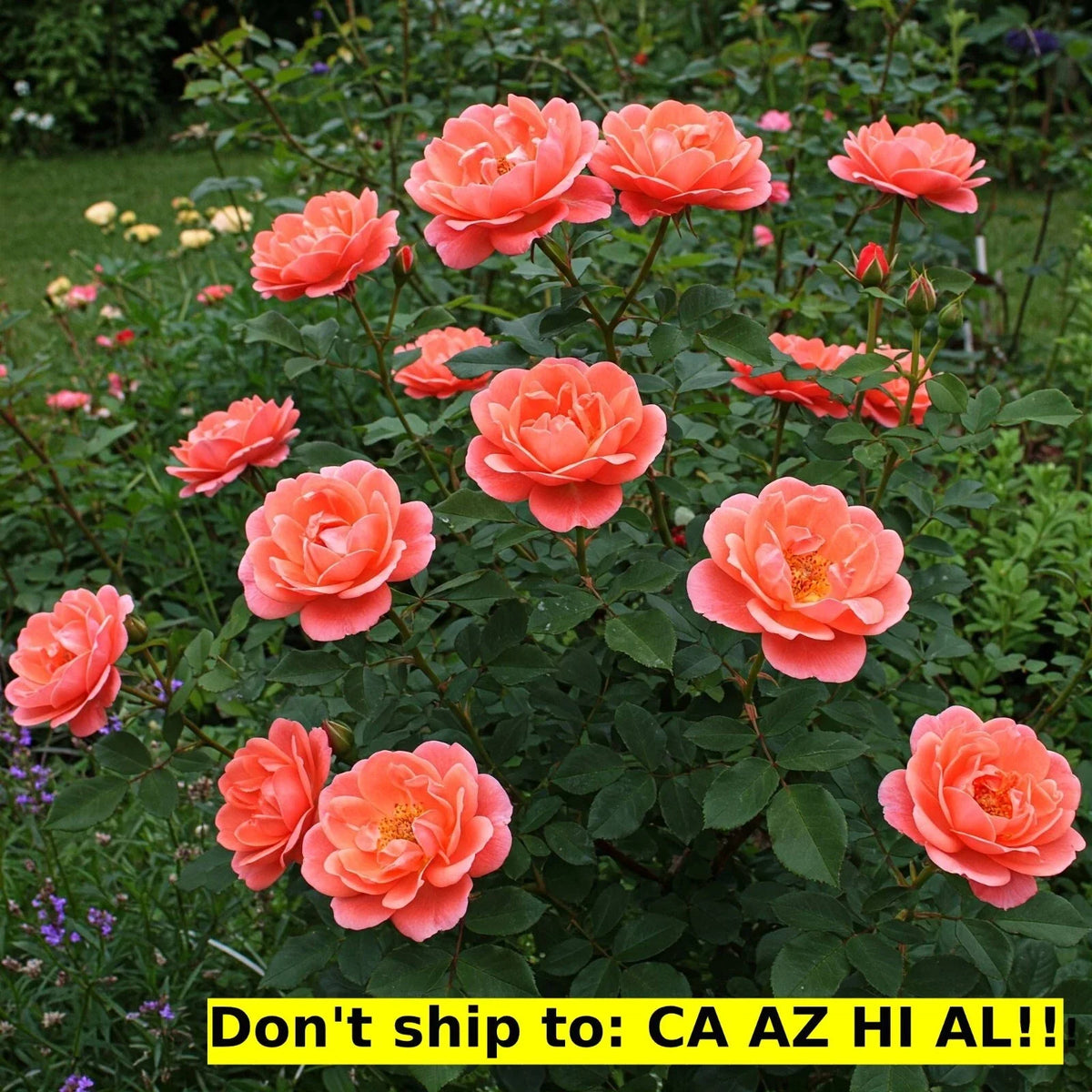 Coral Drift Rose Bush 3 Gal Pot | Live Flowering Plant | Rosa 'Meidrif' | Compact Outdoor Garden Decor