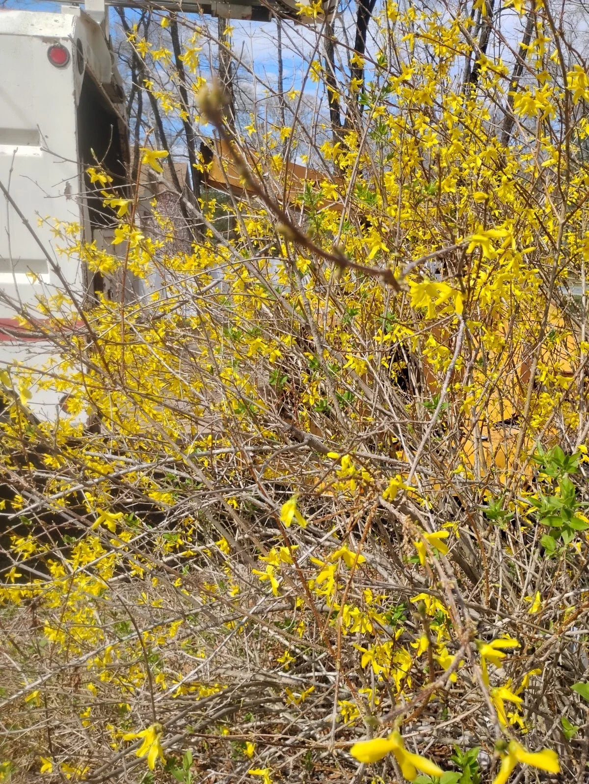 Forsythia Cuttings - 8 Unrooted Cuttings - Yellow Flowering Perennial - Forsythia spp.
