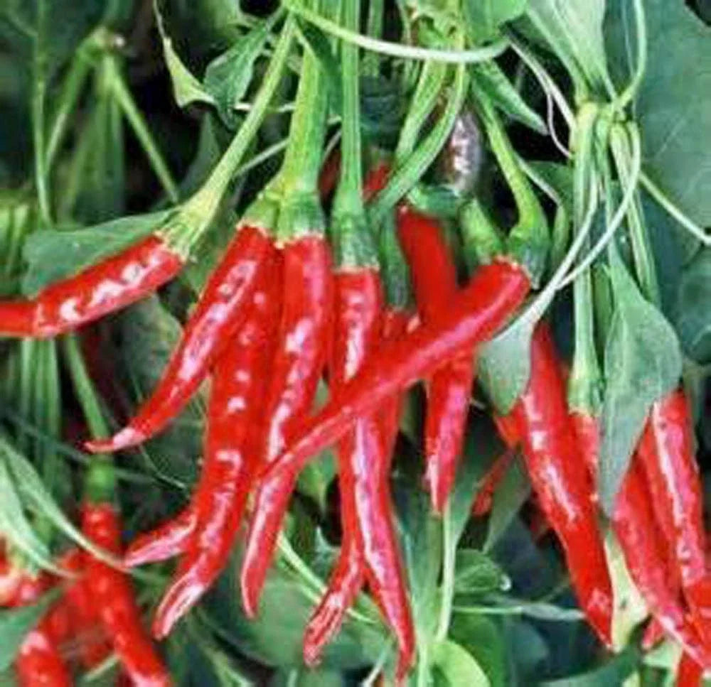 Hot Pepper Seed Mix Collection - Heirloom Seeds, 7 Varieties for Garden, Capsicum spp. - Non-GMO, Organic, Easy to Grow