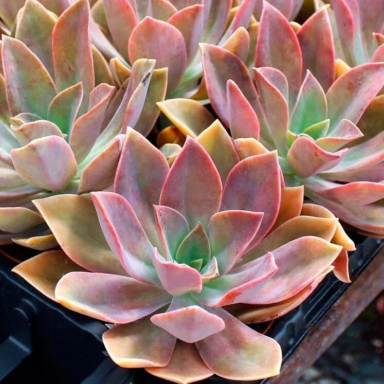 Rare Graptoveria Dusty Succulent 3-Inch Live Plant - Easy Care Decor for Home & Gifts - Graptoveria 'Dusty'