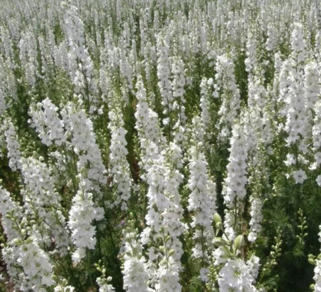 Delphinium Seeds 200 Count - White King Larkspur - Non-GMO - Cut Flowers for Floral Design - Delphinium elatum