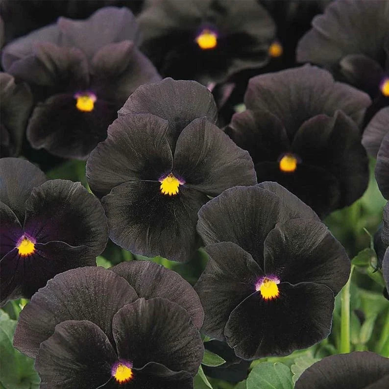 Pansy Seeds Packet - Character Black - Viola tricolor - Vibrant Black Petals with Yellow Accents - Easy to Grow
