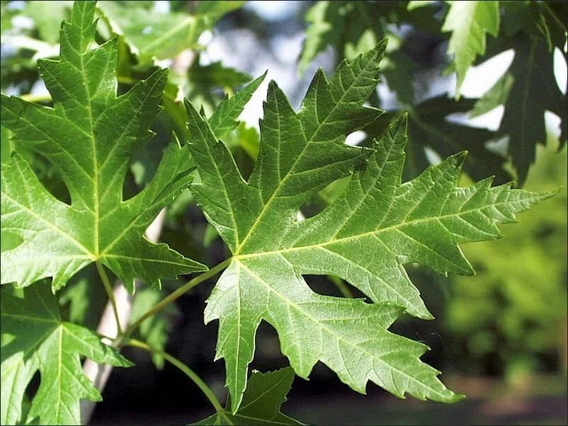 Silver Maple Tree Seedlings - Live Plants - Acer saccharinum - Fast Growing Shade Tree - Not Shippable to California