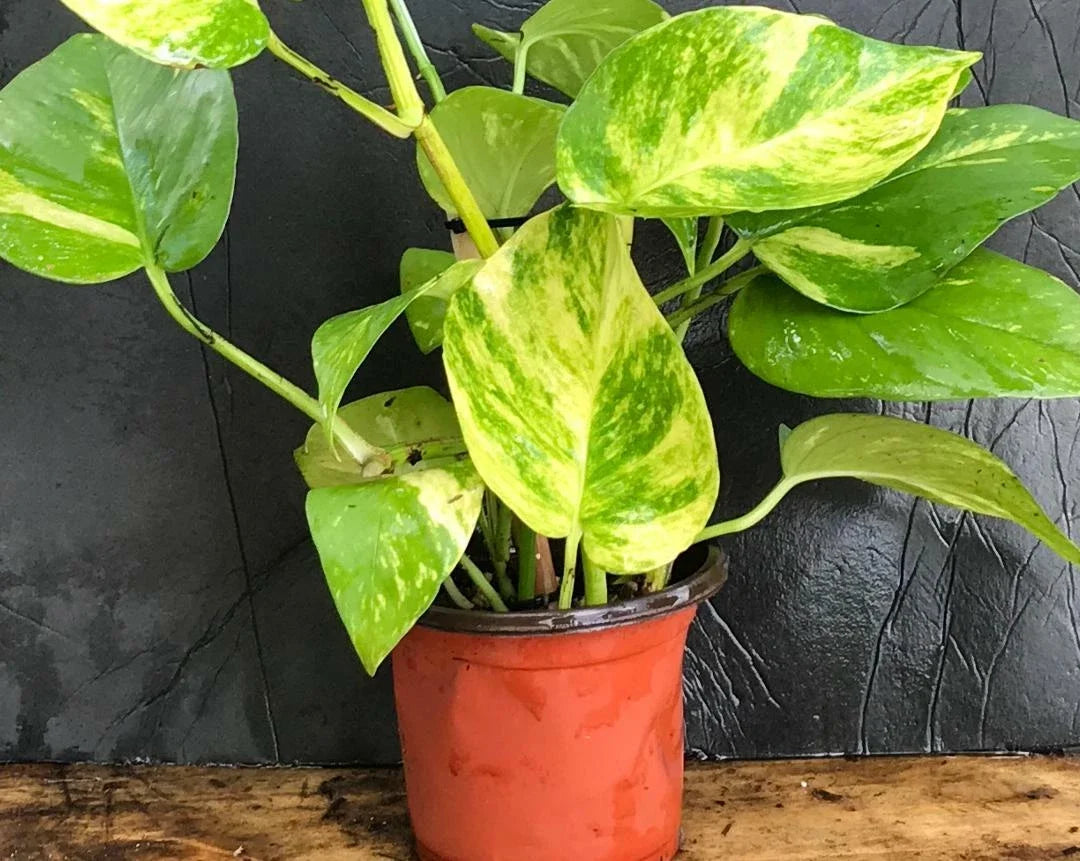 Golden Pothos Cuttings 5 Rooted 4"-6" Live Plant Epipremnum aureum Indoor/Outdoor Trailing Vine