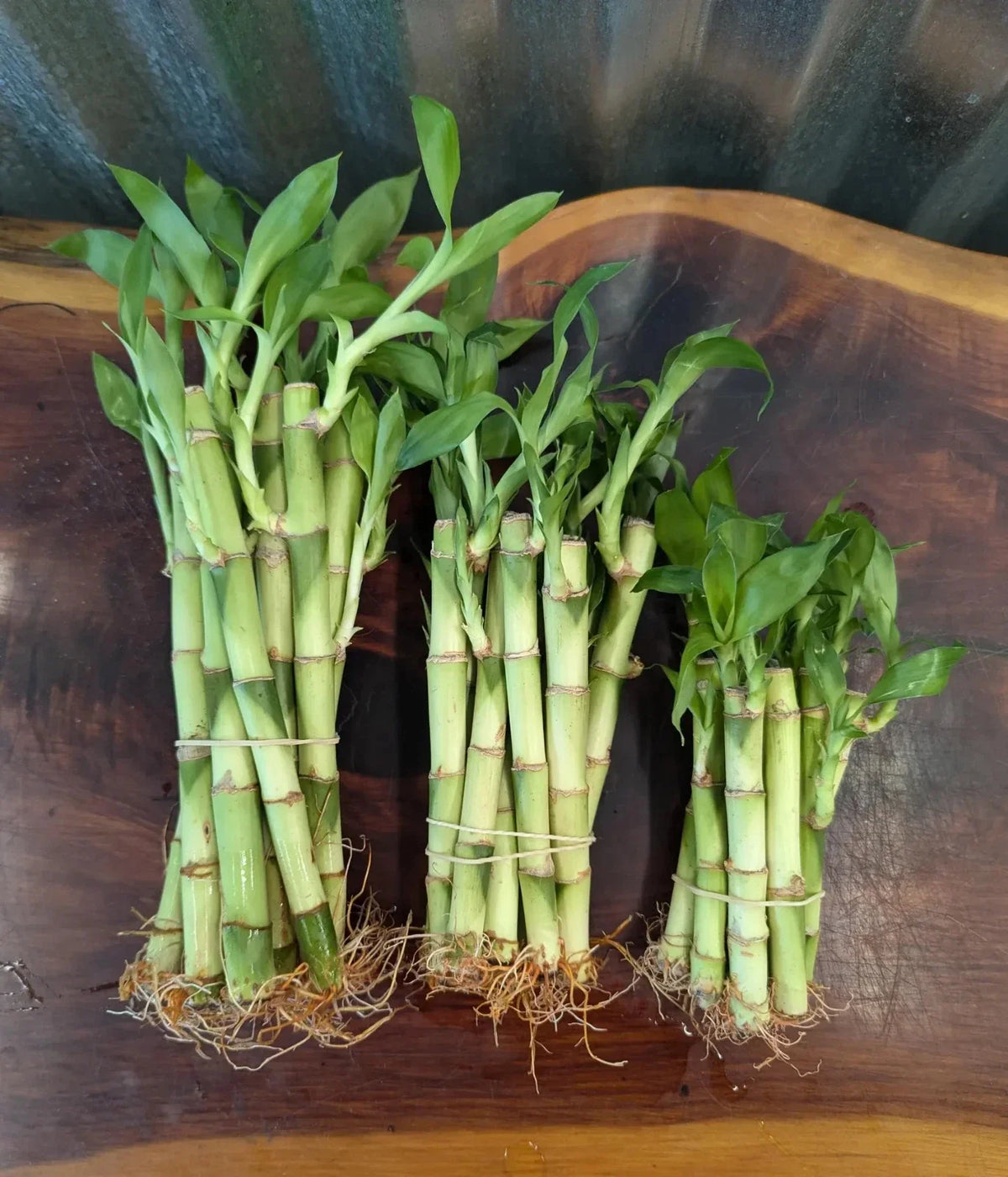 Lucky Bamboo Plants Set of 5/10 - 4" 6" 8" - Dracaena sanderiana - Indoor Decor & Gift - Easy Care Greenery