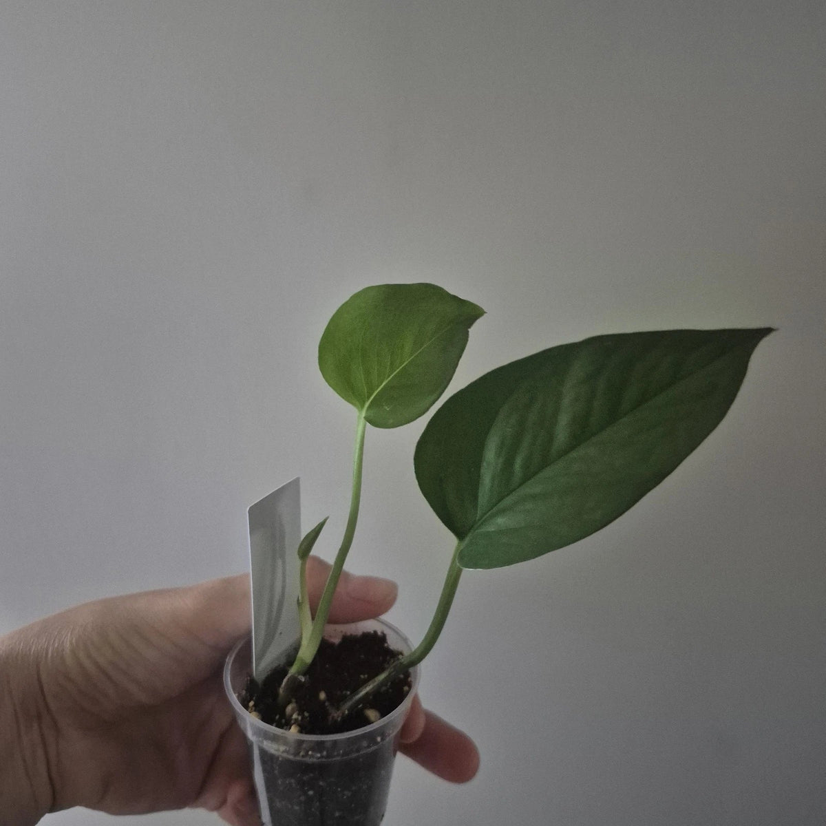 Jade Pothos Starter Plant 2 Inch Pot | Epipremnum aureum | Easy Care Indoor Houseplant with Green Foliage