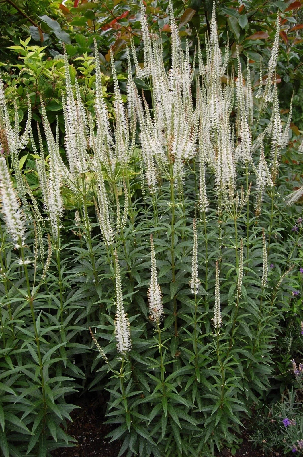 Culver's Root Live Starter Plant - Veronicastrum virginicum - Perennial Flowering Plant in 4-Inch Pot - Attracts Pollinators