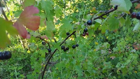 Jostaberry Live Plant 12"+ | Ribes nidigrolaria | Gooseberry Black Currant Hybrid | Zones 3-8