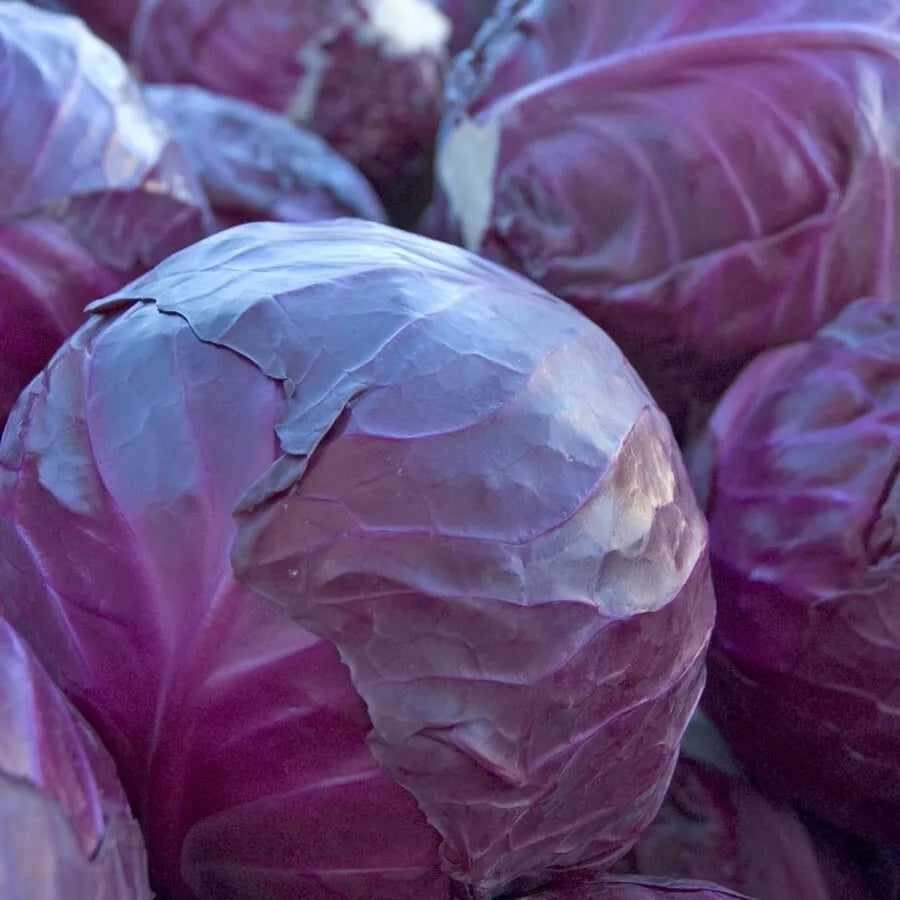 Red Acre Cabbage Seeds - 400+ Heirloom NON-GMO - Brassica oleracea var. capitata - Nutrient-Rich Garden Seeds