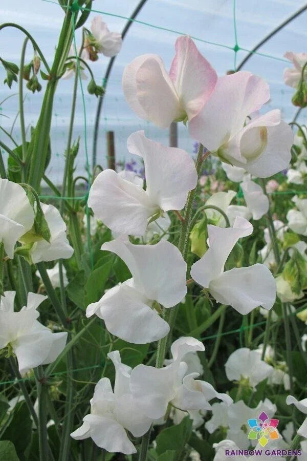 Polar Star Sweet Pea Seeds - 50+ Pack - Heirloom Flower Seeds - Lathyrus odoratus - Fragrant Climbing Vines for Garden Planting
