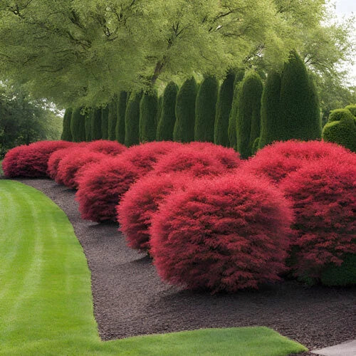 Dwarf Burning Bush Live Plant 1-3 Year Old Shrub Euonymus Alatus - Vibrant Red Foliage for Borders and Hedges