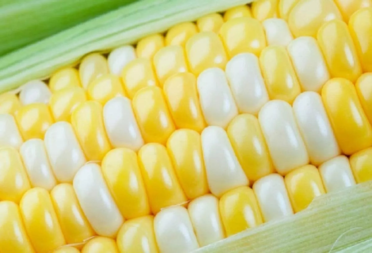 Ambrosia Sweet Corn Seeds - 250 Count - Non-GMO Heirloom - Zea mays - Tender Sweetness for Home Gardening