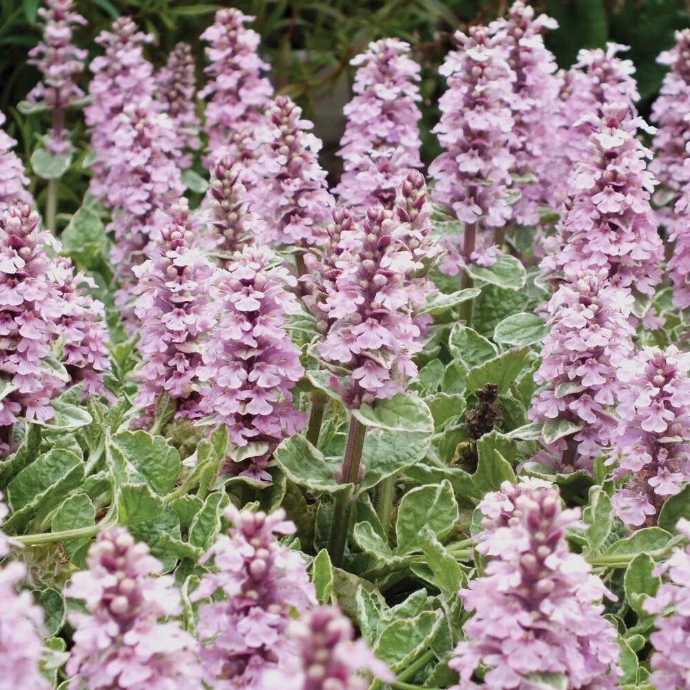 Ajuga Pink Lightning Live Plant - Variegated Ground Cover Perennial - Ajuga reptans 'Pink Lightning' - Hardy & Low-Maintenance