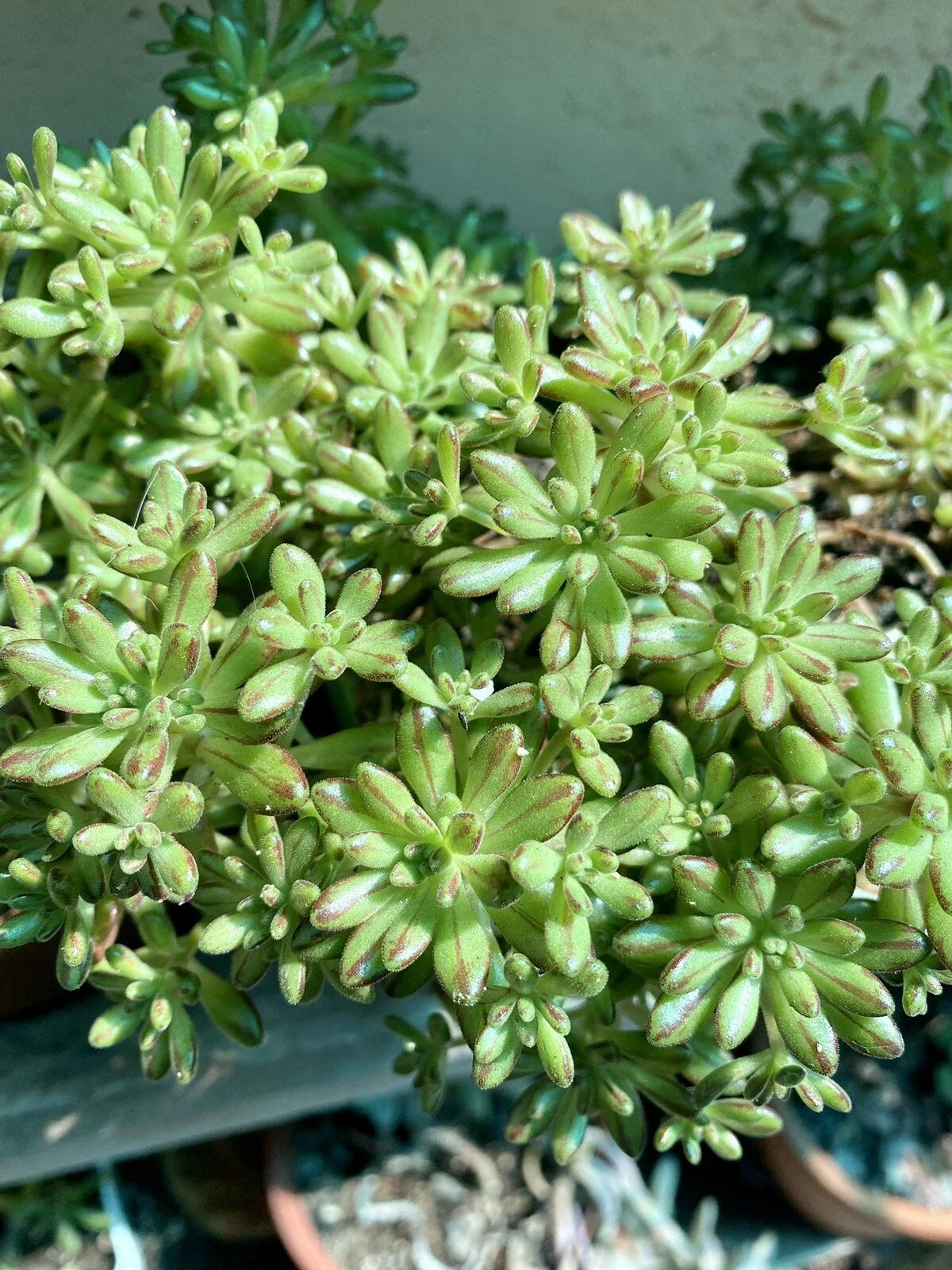 Aeonium Sedifolium Variegated Cuttings | 10 Branch Dwarf Succulent Cuttings | Indoor/Outdoor Plant Decor
