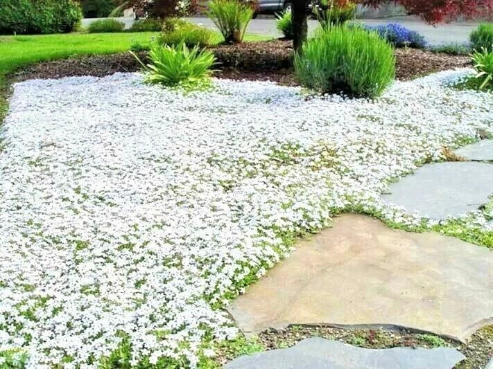 Snow in Summer Flower Seeds - 501+ Perennial Groundcover - Drought Tolerant - Cerastium tomentosum - White Blooms