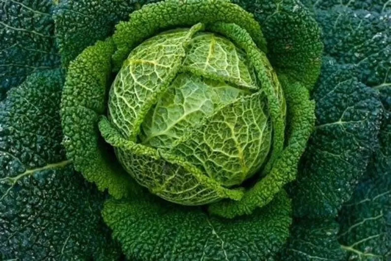 Savoy Perfection Cabbage Seeds - 1000+ Heirloom NON-GMO - Brassica oleracea - Crinkly Leaf Vegetable Seeds for Home Garden