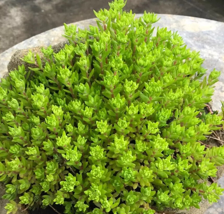 Cold Hardy Sedum Gold Carpet 30 Stem Live Plant Cuttings, Bright Yellow Green Stonecrop, Drought Tolerant, Sedum acre