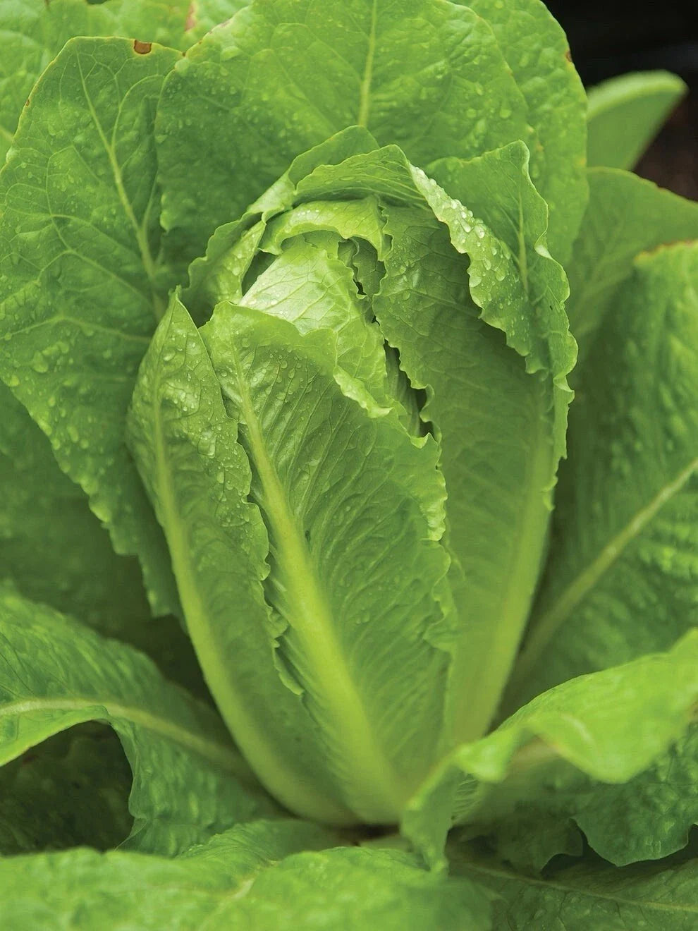 Organic Lettuce Seeds Pack - 200+ Paris Island Cos Romain - Lactuca sativa - Perfect for Home Gardens and Fresh Salads