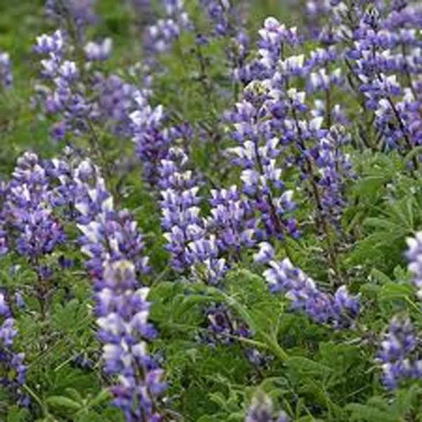 Arroyo Lupine Seeds - 25+ Purple Flowers - Lupinus succulentus - Native Wildflower for Pollinators and Gardens