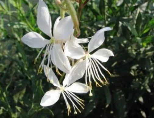 Gaura Seeds - 15 Fresh Wildflower Seeds - Pink Gaura Blossoms - Gaura lindheimeri - Pollinator-Friendly Garden Planting