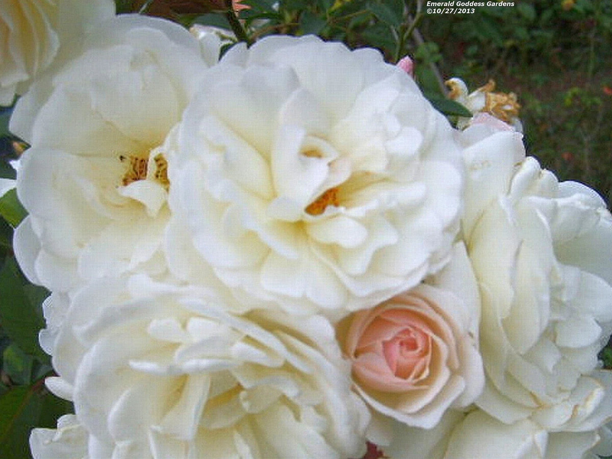 Climbing Rose Plant | 1-Gallon | Double White | Own Root | Rosa 'Prom Queen' | Repeat Bloomer | Low Maintenance