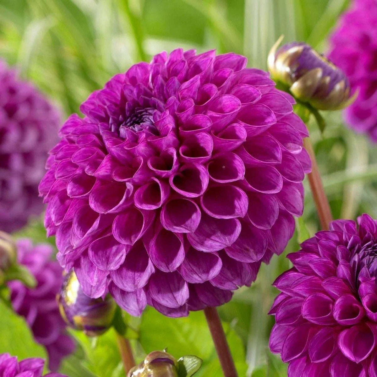 25 Nina Dahlia Seeds - Perennial Flower Seeds - Dahlia variabilis - Colorful Blooms for Garden, Cut Flowers, Pollinator Friendly