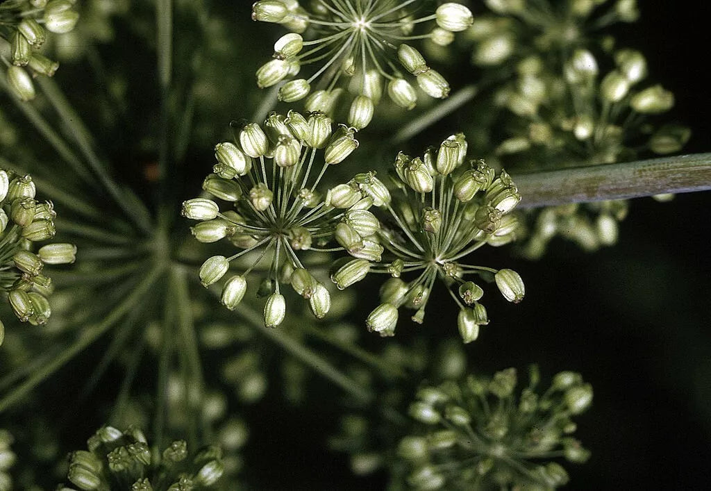 Angelica Seeds - 200 Non-GMO Seeds for Gardening - Angelica archangelica - Ideal for Herbal Gardens