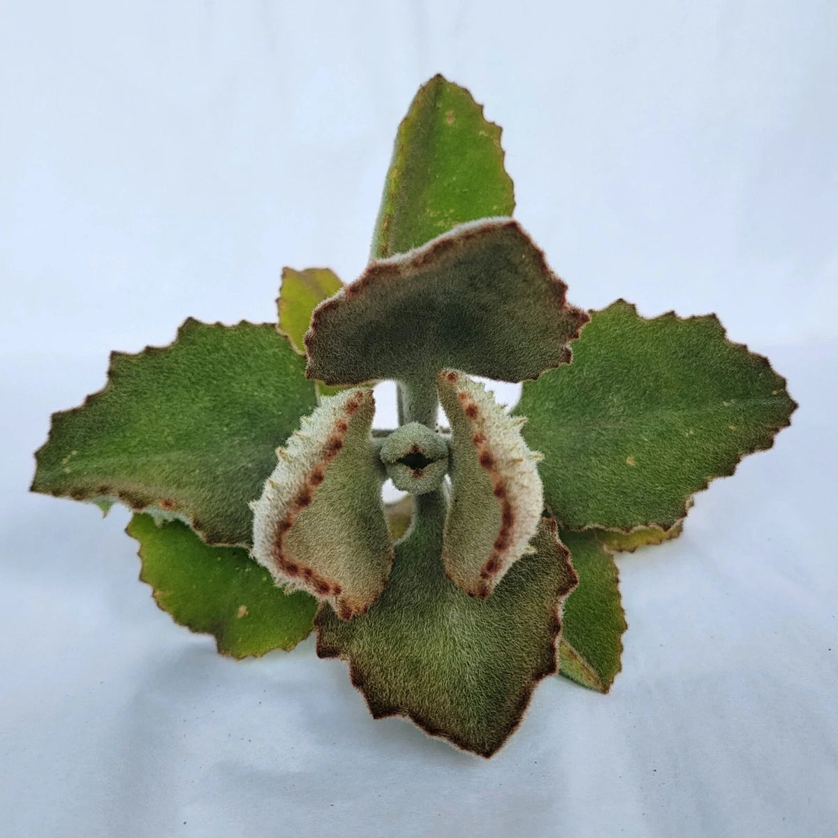 Kalanchoe Cutting - 'Fang' Variety - Unique Succulent for Propagation - Kalanchoe beharensis - Exotic Plant Cutting
