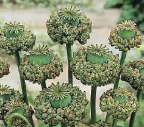75 Seeds Hen and Chickens Poppy Papaver rhoeas Non-GMO Vibrant Flowers for Garden Decor