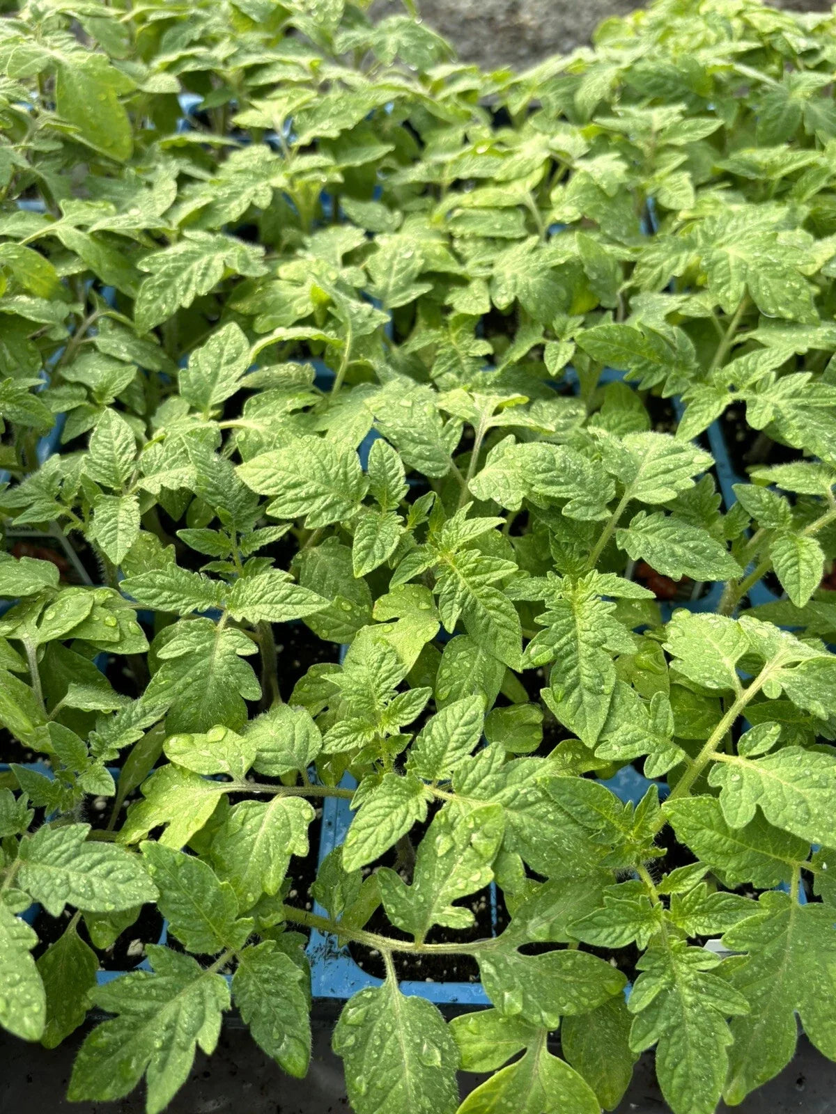 Roma Tomato Live Plants Lot of 4 - 6 to 10 Inches - Solanum lycopersicum - High-Yielding for Sauces and Pastes