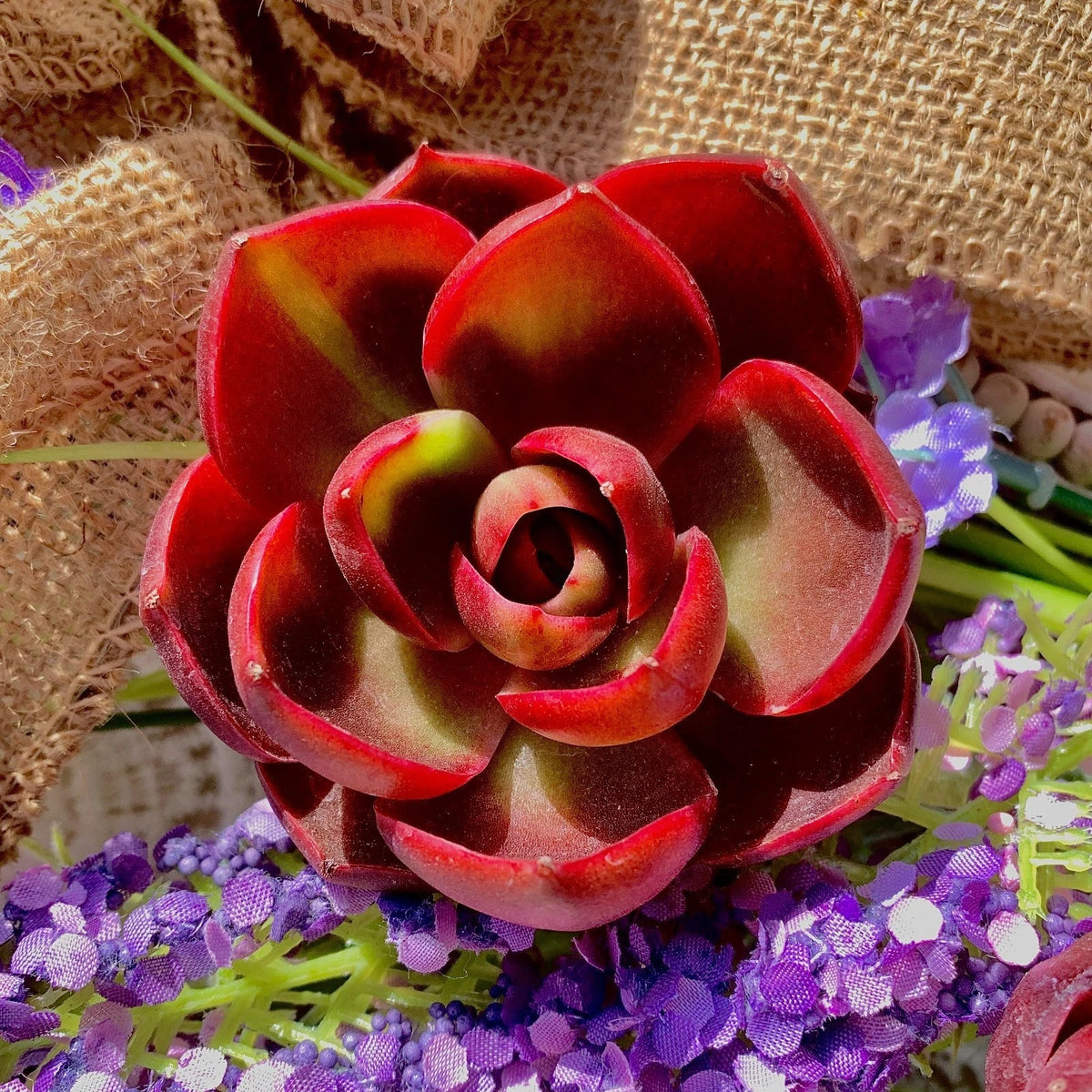 Live Succulent Bare Root Plant - Echeveria 'Red Light' - Vibrant Red and Green for Home, Office, Wedding Decor