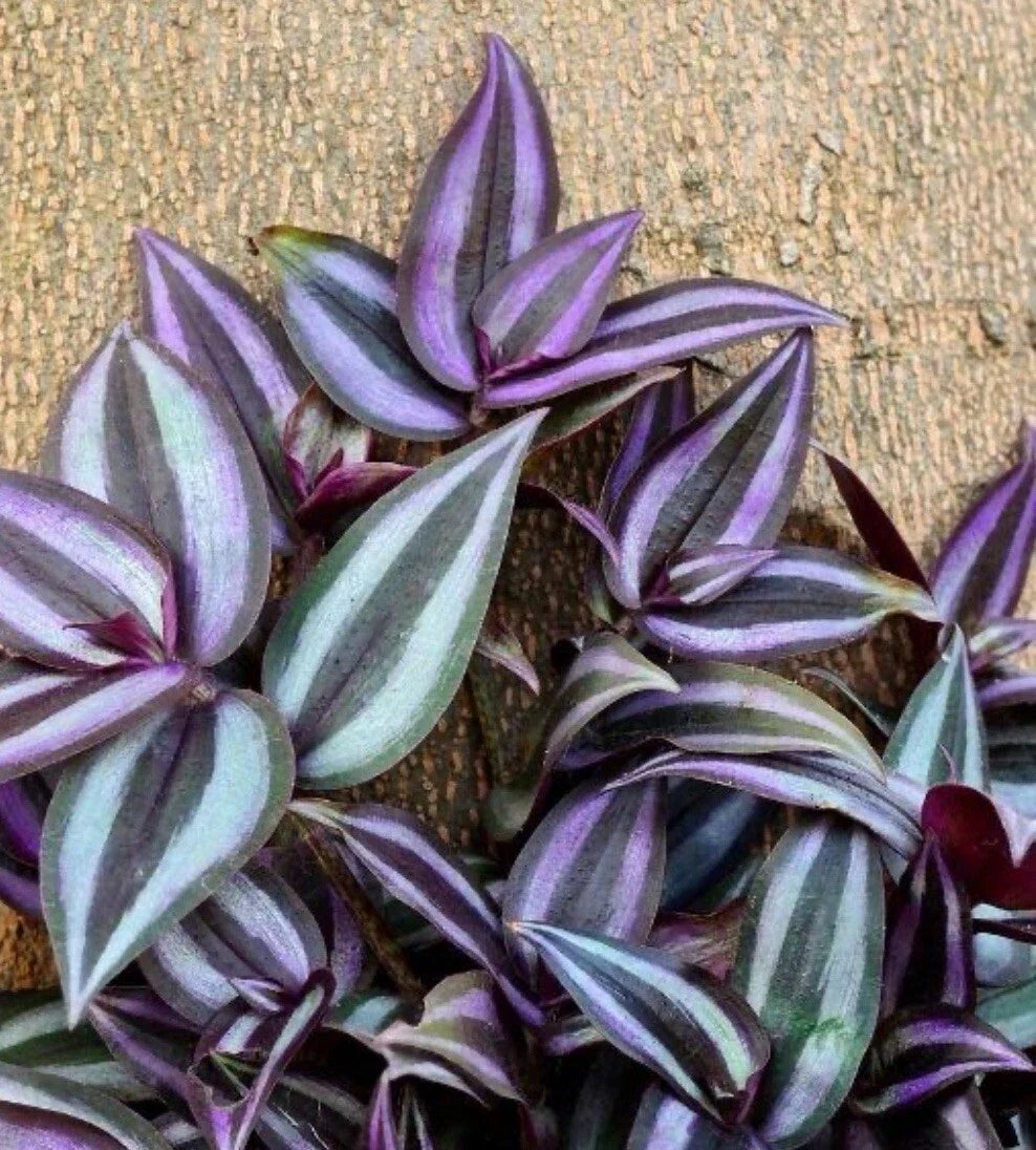 Tradescantia Zebrina Cuttings (10+ Pieces) | Wandering Jew Plant | Colorful Green & Purple Stripes | Easy Care Propagation
