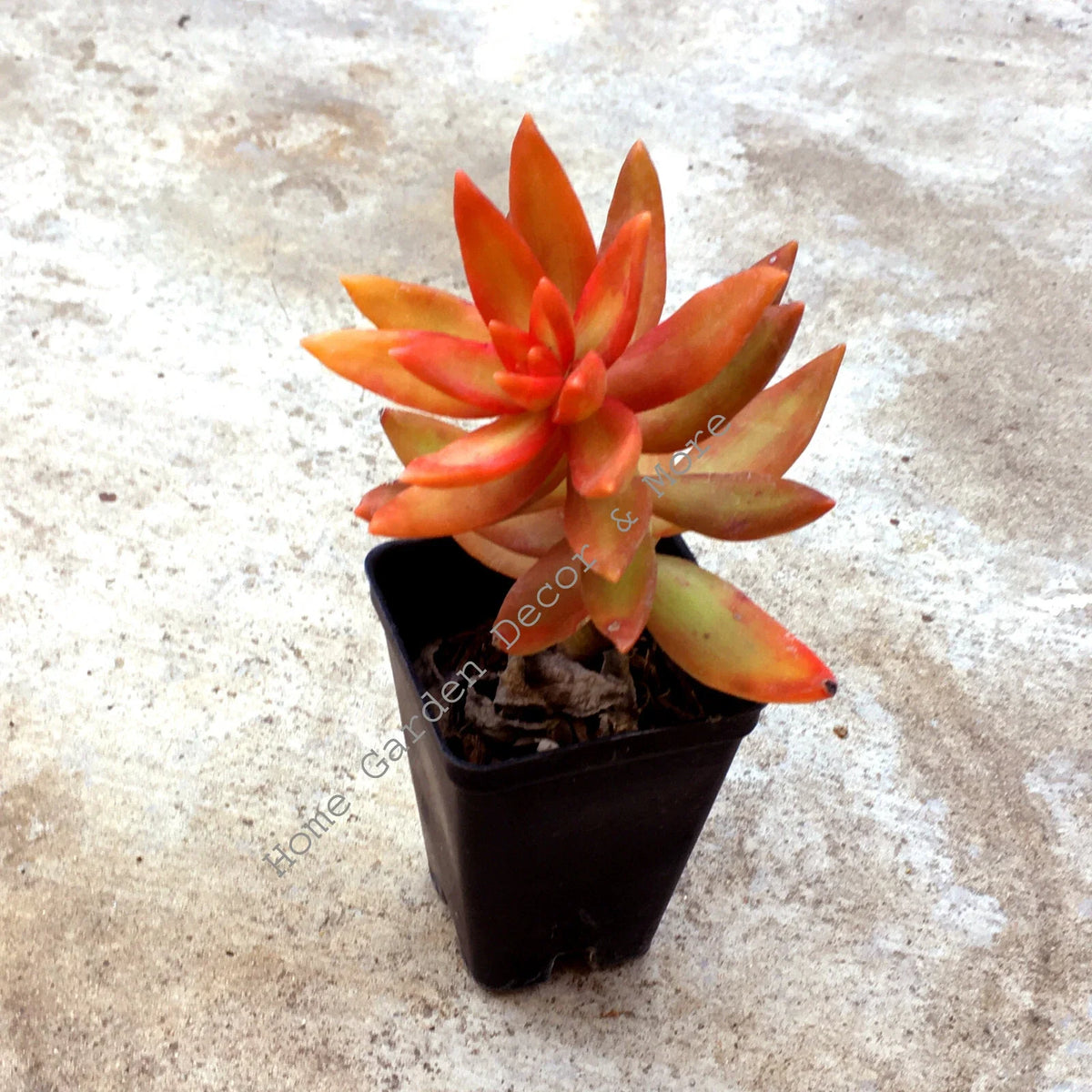 Rooted Succulent Plant - 1 Pot Sedum Adolphi 'Firestorm' - Red Orange Coppertone - Easy Care Houseplant