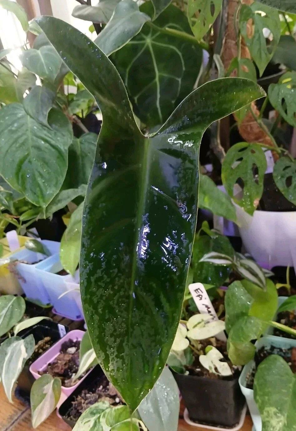 Philodendron Mexicanum Unrooted Cuttings Set of 5 - Tropical Houseplant for Propagation, Indoor Plant Decor, Philodendron