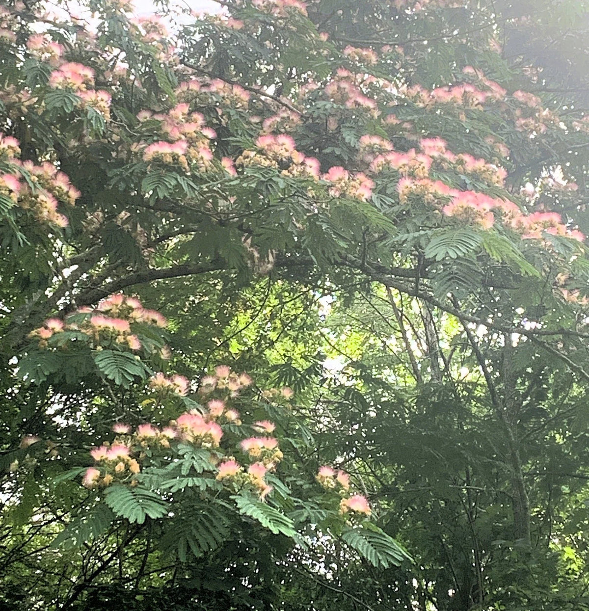 Pink Mimosa Tree Cuttings - Qty 5 (8-10”) - Albizia Julibrissin - Fast Growing Garden Plant - Persian Silk Tree